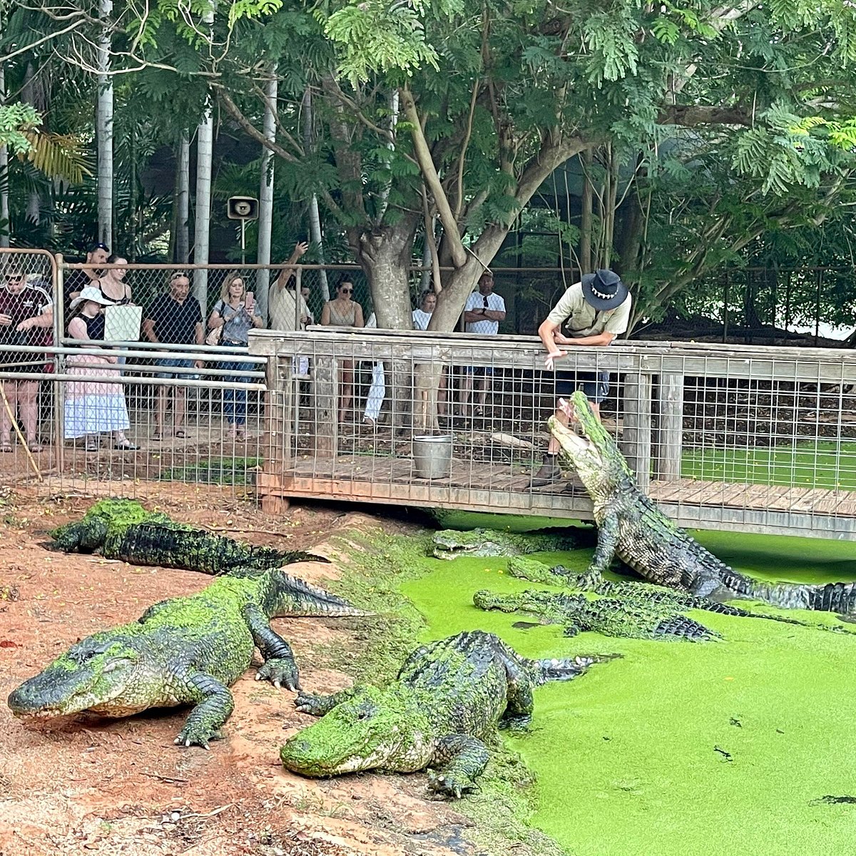 crocodile tours western australia