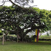 Restaurante campestre, frondosos samanes