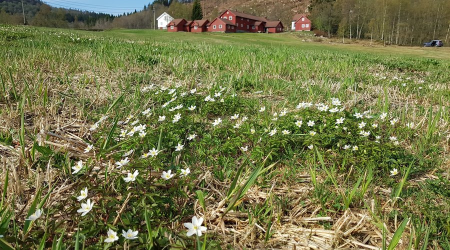 Åpent alle årstider på Heddan Gjestegard