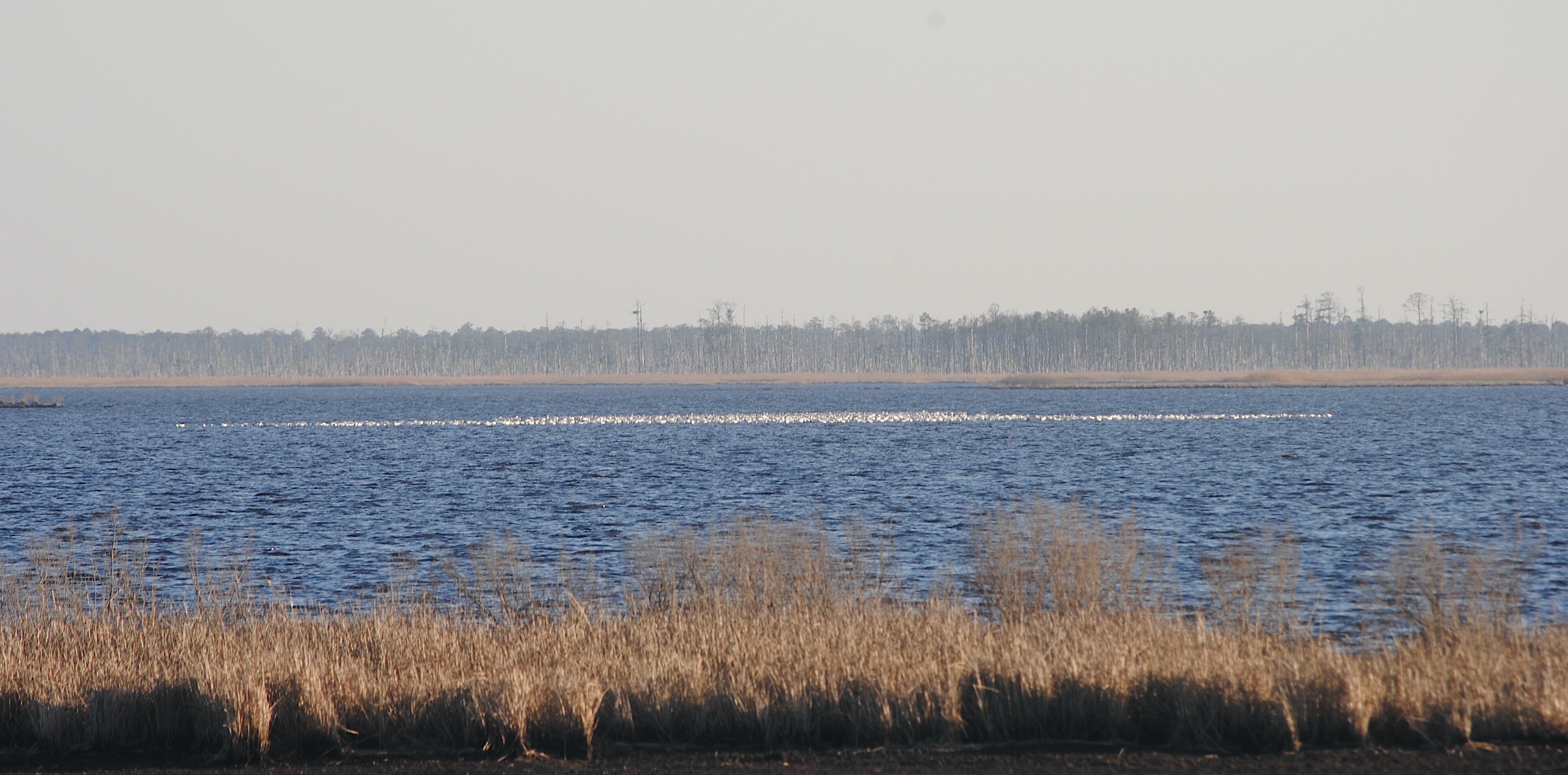 Blackwater National Wildlife Refuge (Cambridge) - All You Need To Know ...