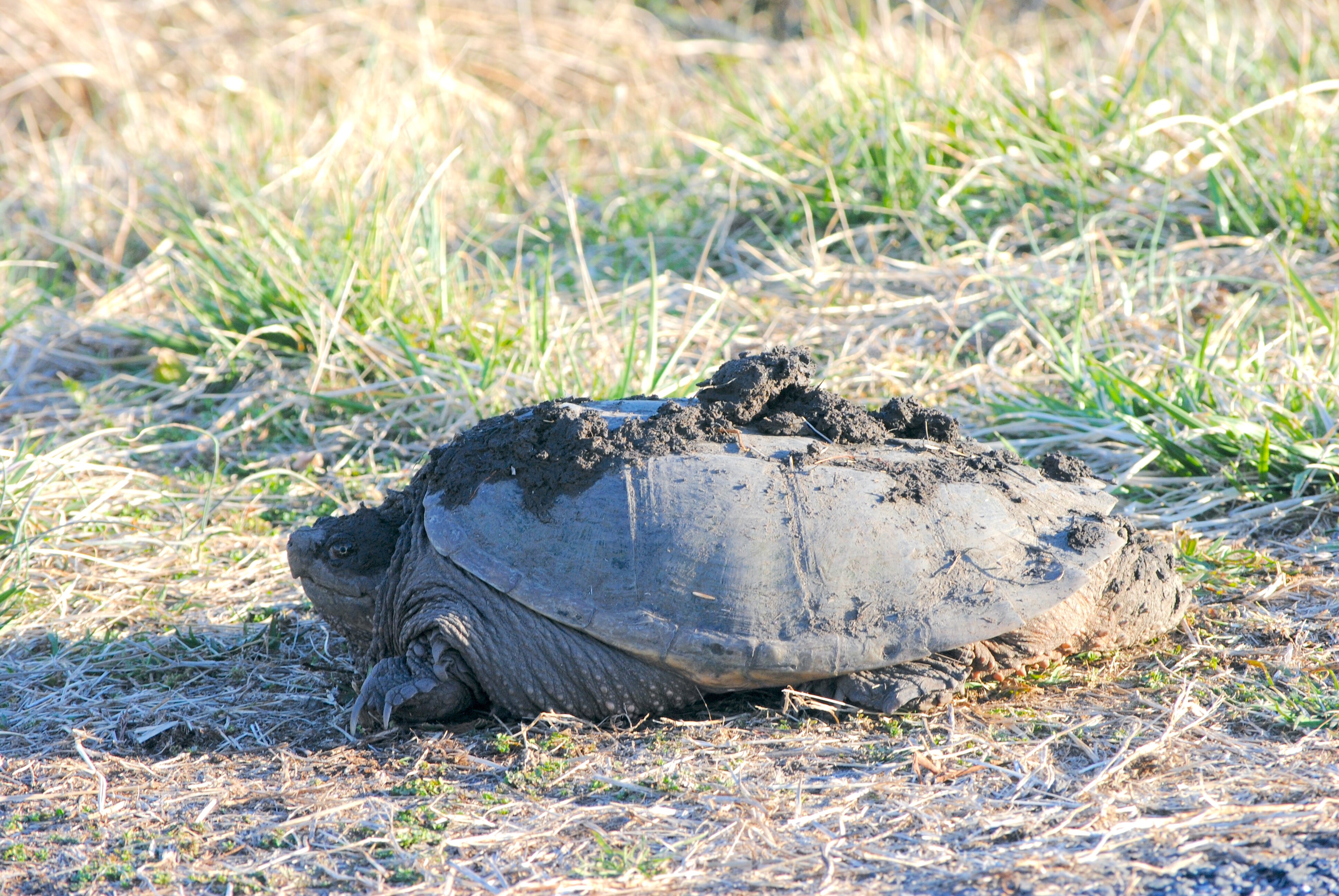 Blackwater National Wildlife Refuge (Cambridge) - All You Need To Know ...