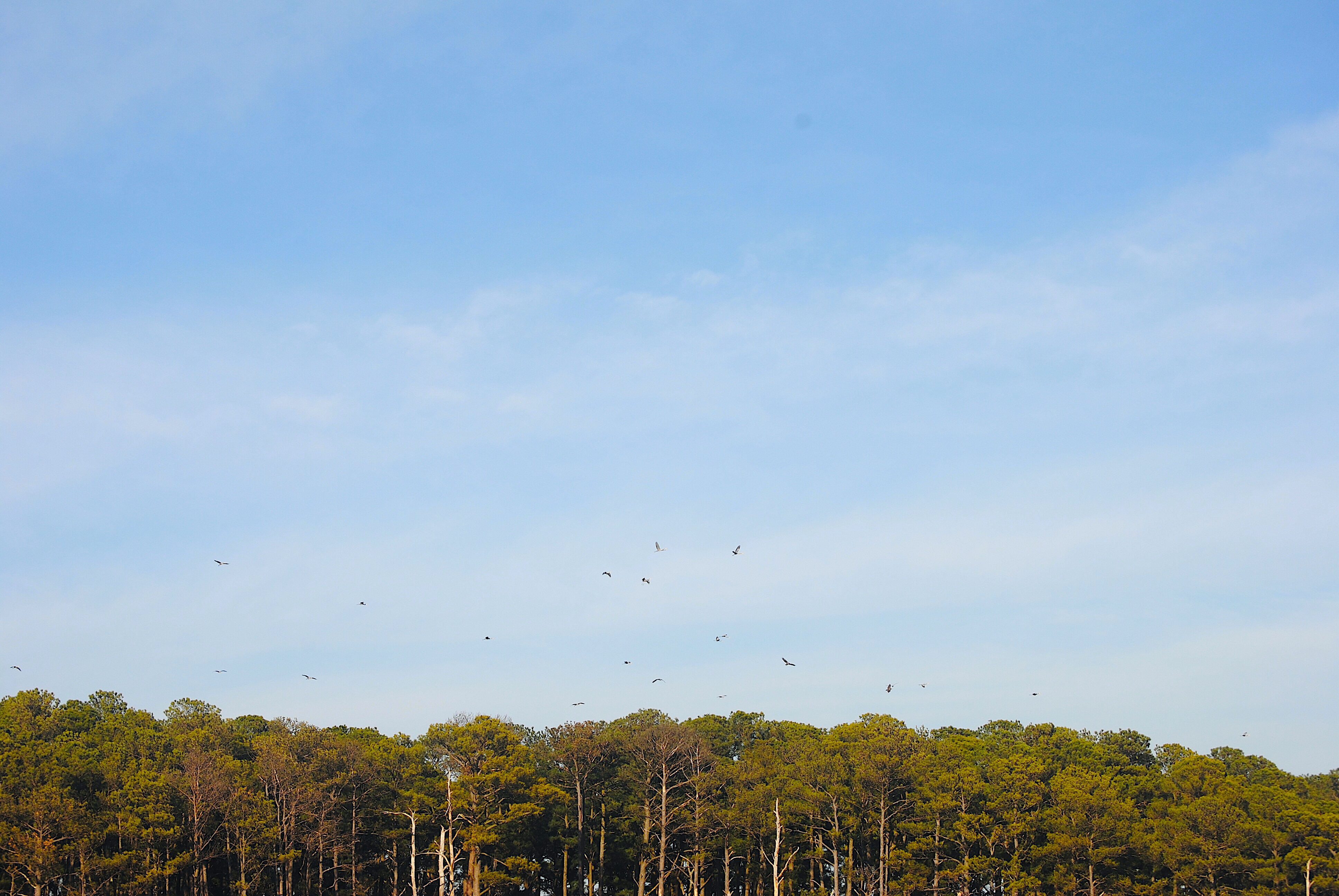 Blackwater National Wildlife Refuge (Cambridge) - All You Need To Know ...