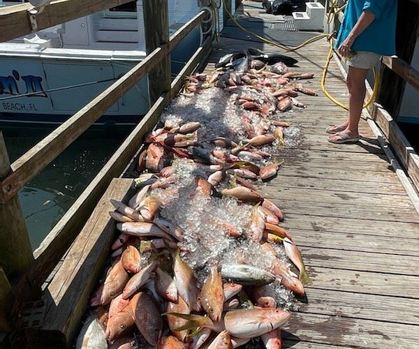 Mangrove Snapper rig. - The Hull Truth - Boating and Fishing Forum