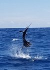 Contact — Draginfly Charters