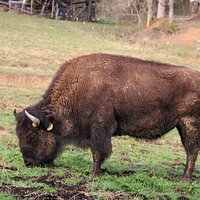 Brown Buffalo Farm