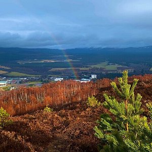 wildlife safari cairngorms