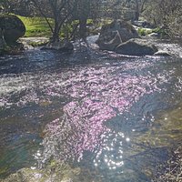 El río Guadarrama bajando con mucho caudal.