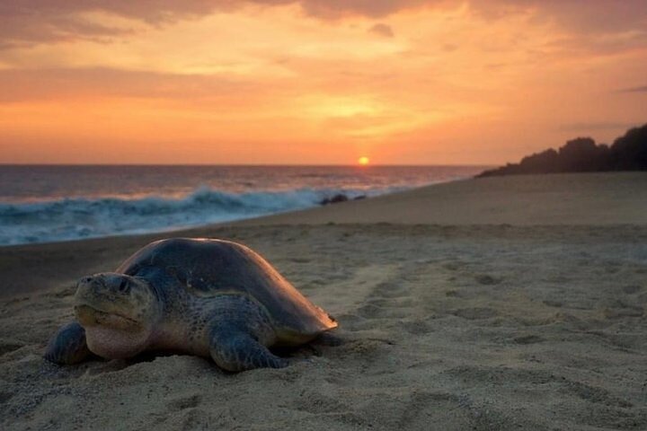 2024 Turtle Nesting Tour provided by Sol Eco Adventures - Tripadvisor