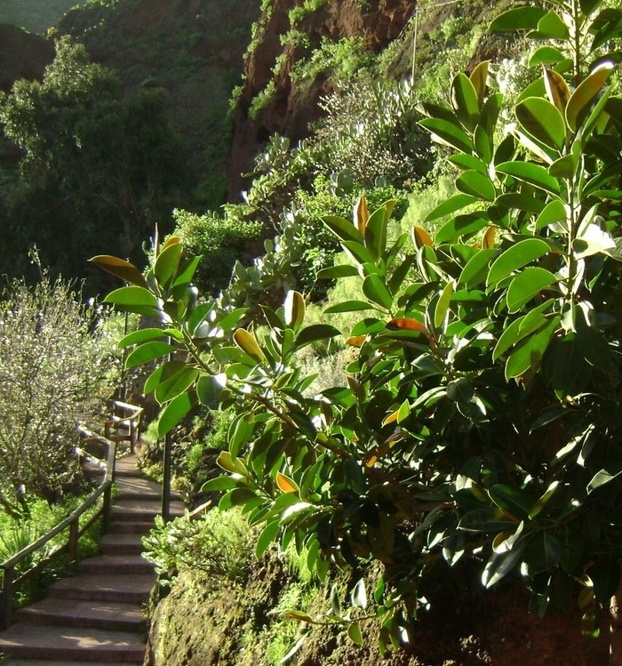 Imagen 3 de Barranco de Guayadeque