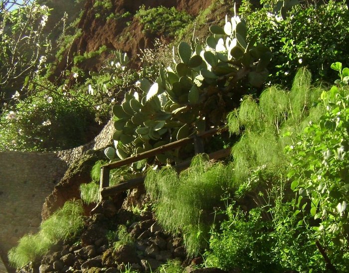 Imagen 2 de Barranco de Guayadeque