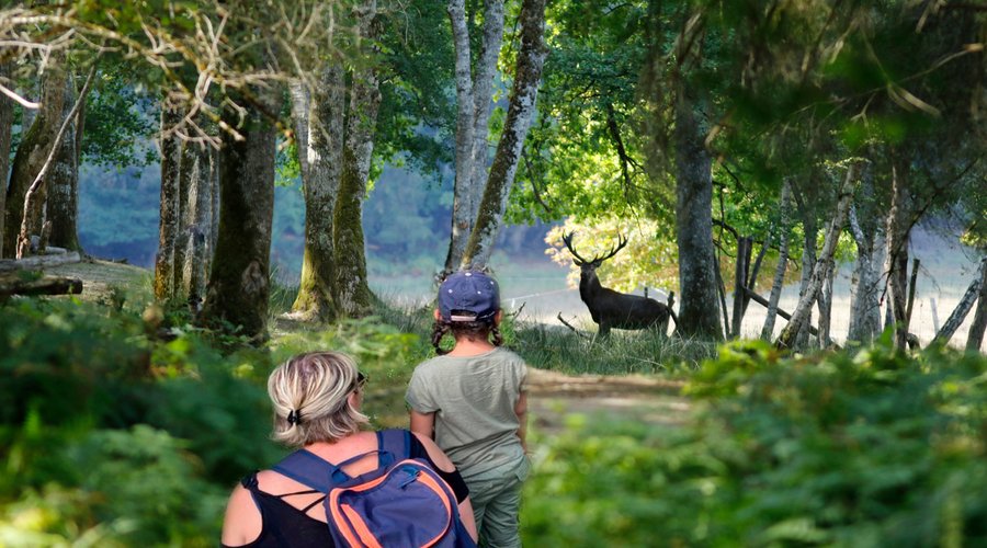 A la découverte de la faune européenne du parc à la croisée d'un chemin