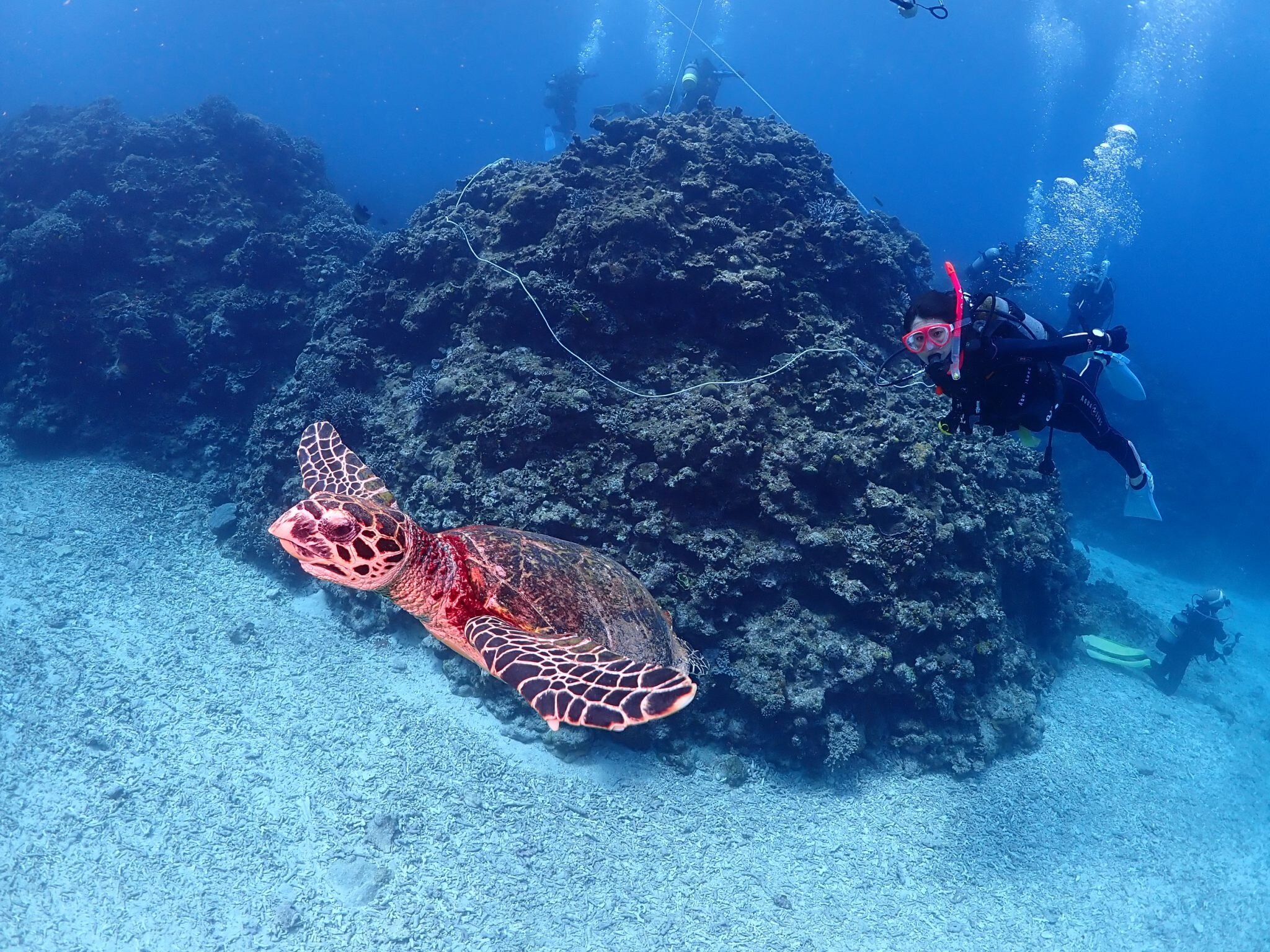 2024年 Craft Dive - 行く前に！見どころをチェック - トリップ