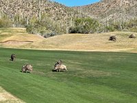 Starr Pass Golf Club (Tucson) - All You Need to Know BEFORE You Go