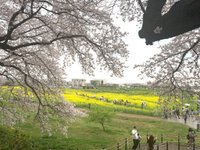 Gongendo Sakura Tsutsumi 幸手市 旅游景点点评 Tripadvisor