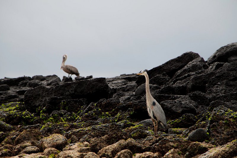 Great blue heron, Galapagos Islands, Ecuador