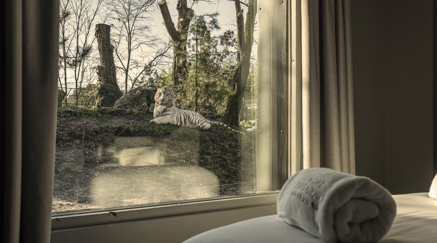 Vue de la chambre du bas lodge tigres blancs. 

© Stéphane Adam