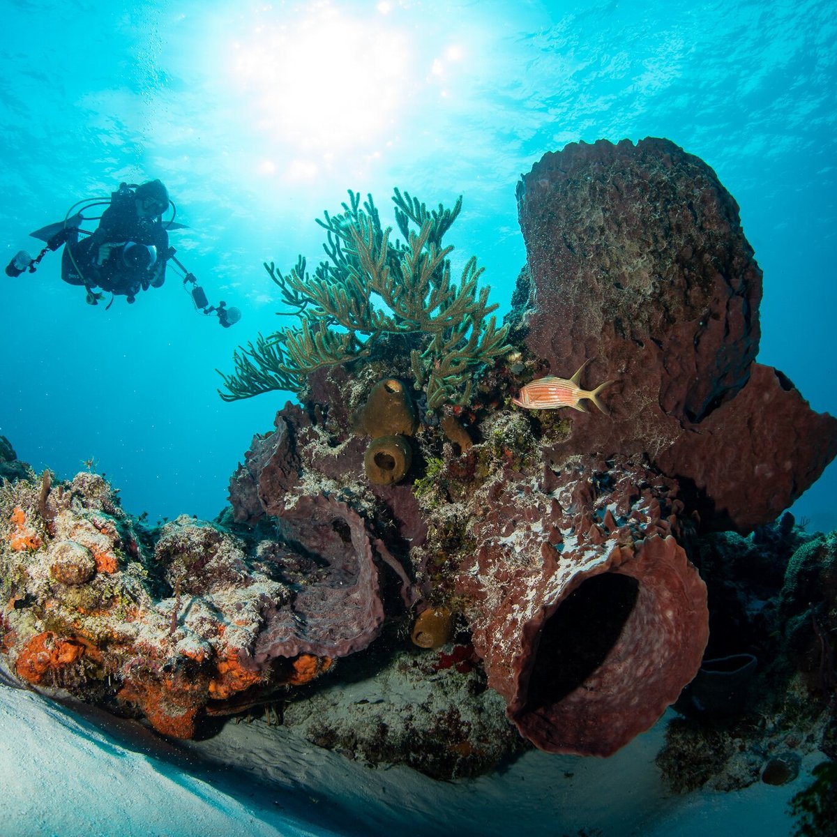 deep dive playa del carmen