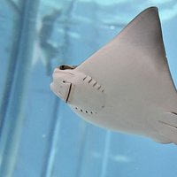 Looking for fun things to do in Baton Rouge? Experience family fun by touching and feeding stingrays at Blue Zoo.