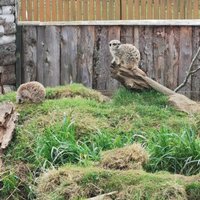 Fife Zoo (Cupar) - All You Need to Know BEFORE You Go