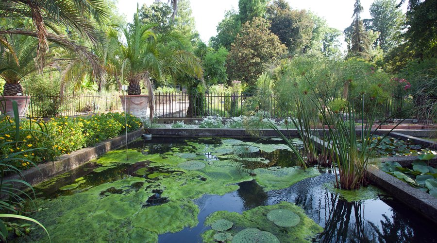 Piante acquatiche