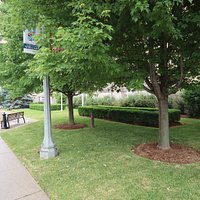 Lots of trees