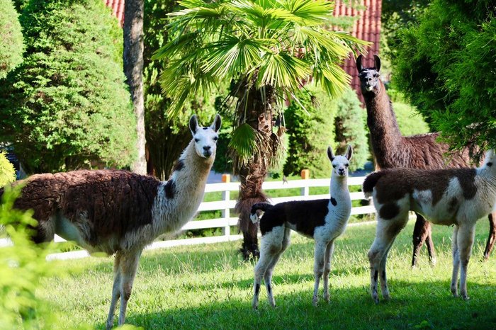 Dinossauros – Foto de Parque das Tuias, Fontoura Xavier - Tripadvisor