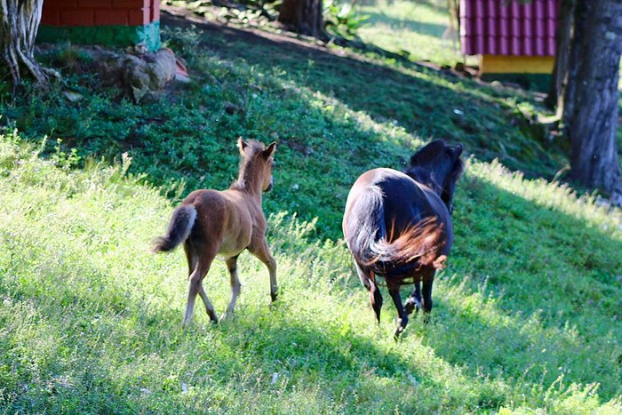 Dinossauros – Foto de Parque das Tuias, Fontoura Xavier - Tripadvisor