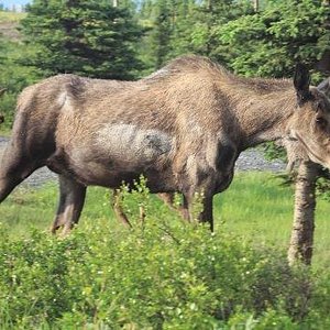 "Moose are on the loose" and roam our property freely.  It is an amazing sight to behold!