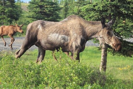 DENALI PARK HOTEL - Updated 2023 Prices, Reviews (Healy, AK) DENALI PARK HOTEL - Updated 2023 Prices, Reviews (Healy, AK)