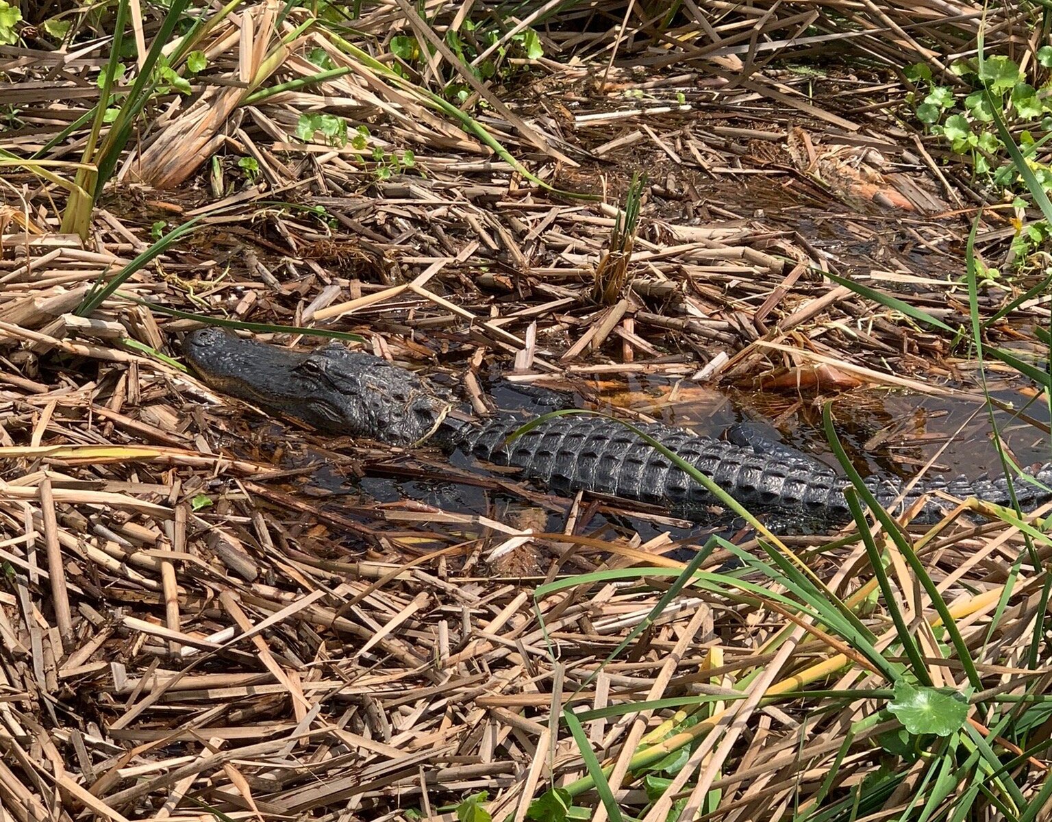 Gator Bait Airboat Adventures (Vero Beach) - All You Need to Know ...