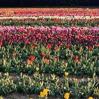 Tulipark Bologna 2020 un po’ di colore in questo grigio🌷
