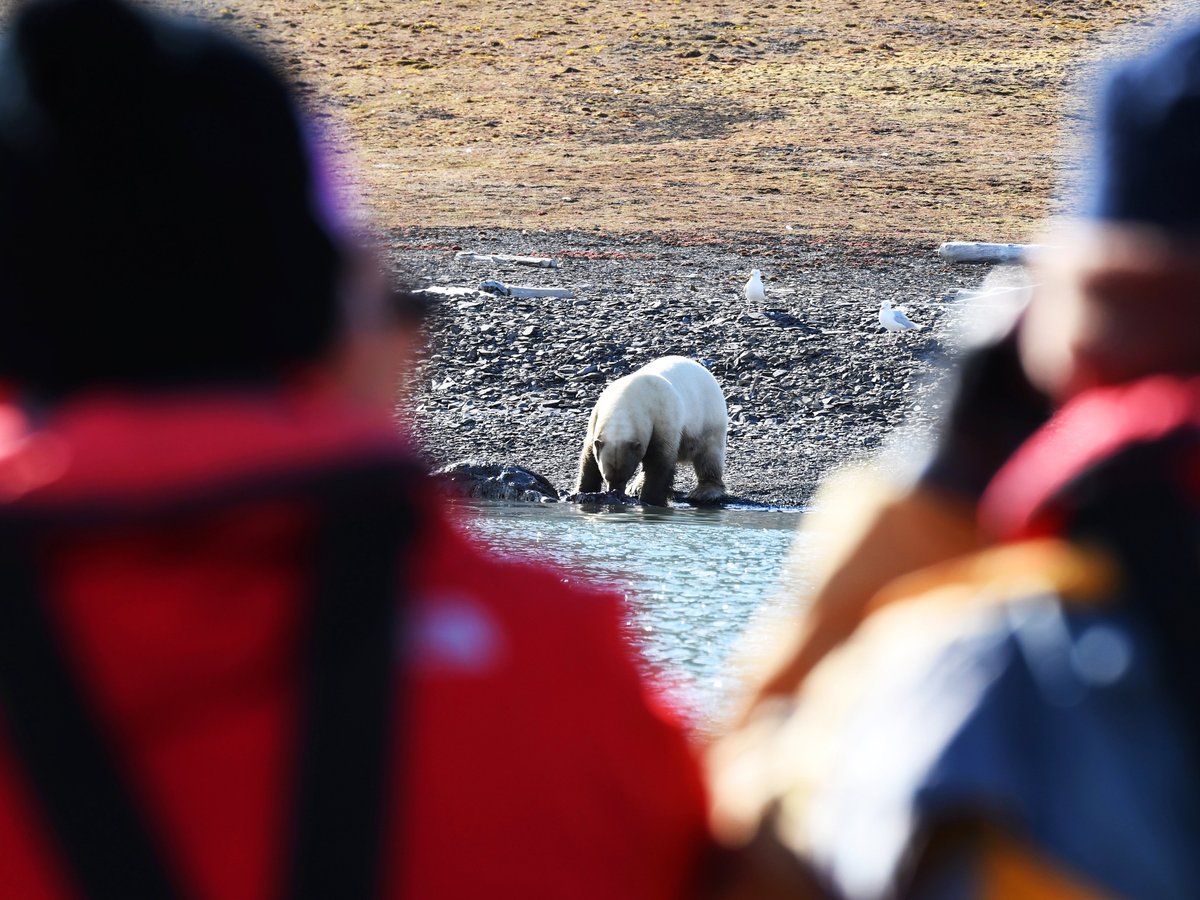 ARCTIC EXPLORE (Longyearbyen) - 2022 What to Know BEFORE You Go