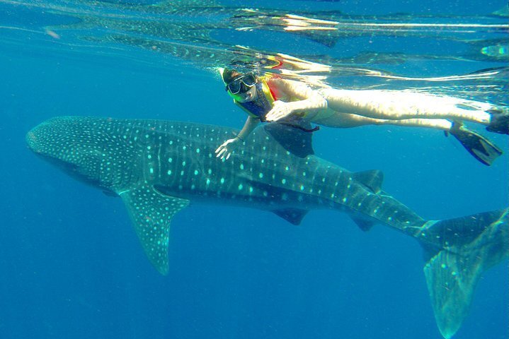 2024 Cancun whale shark tour with transportation