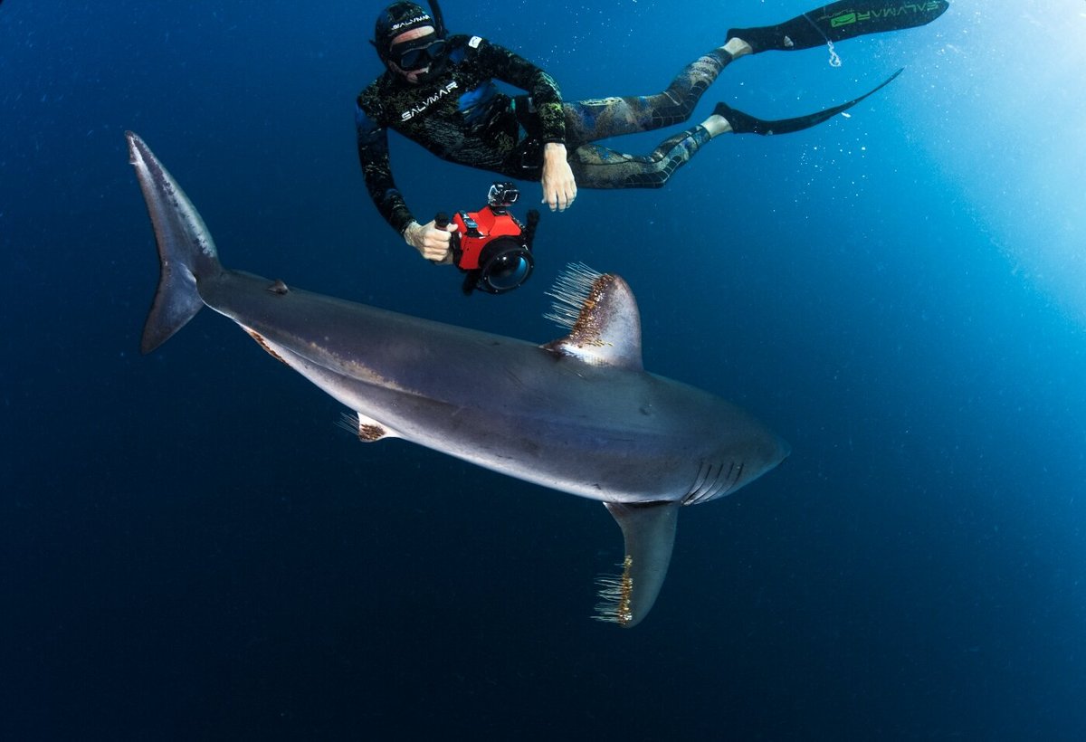 Cabo Shark Dive, Кабо-Сан-Лукас: лучшие советы перед посещением -  Tripadvisor