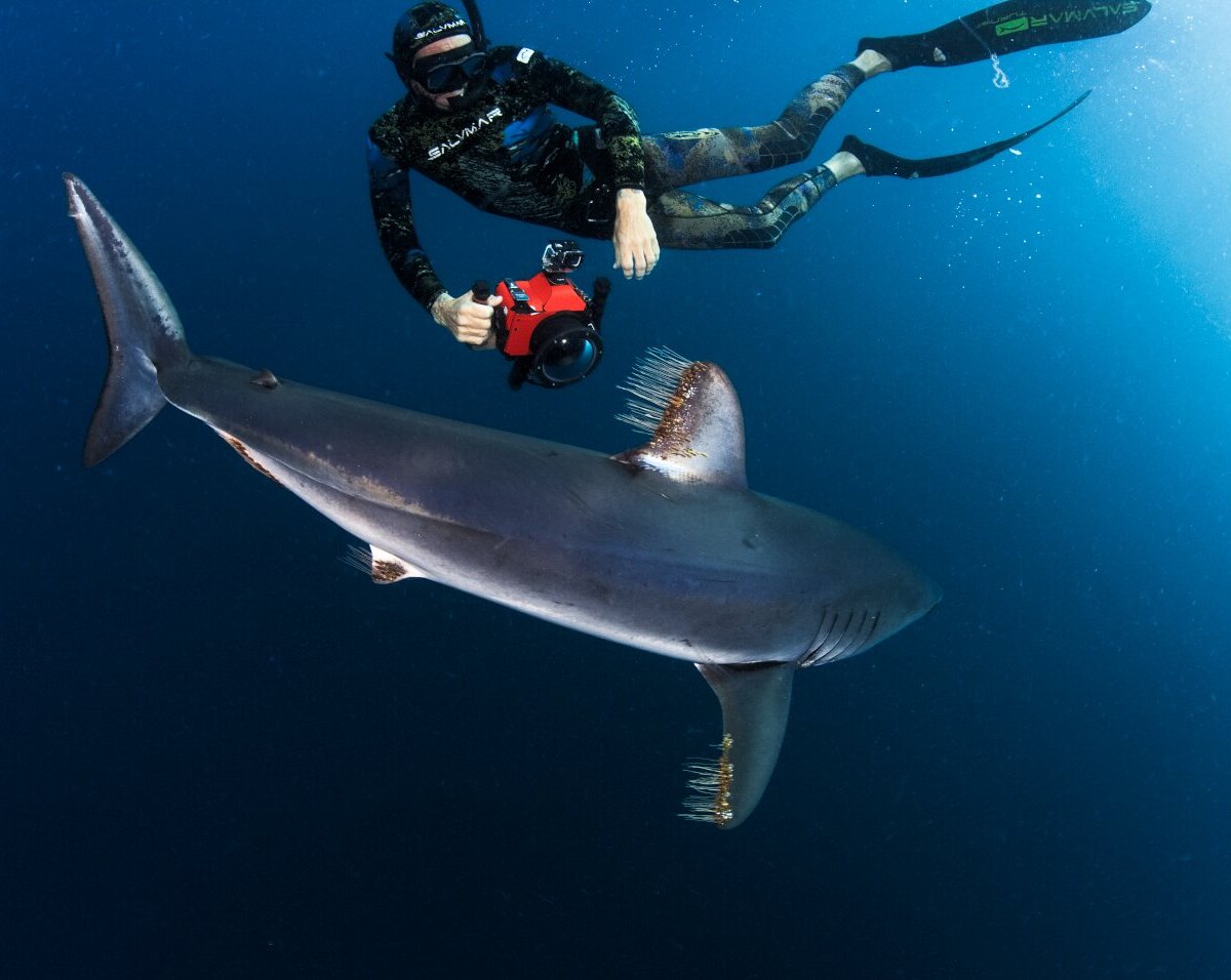 Cabo Shark Dive, Кабо-Сан-Лукас: лучшие советы перед посещением -  Tripadvisor