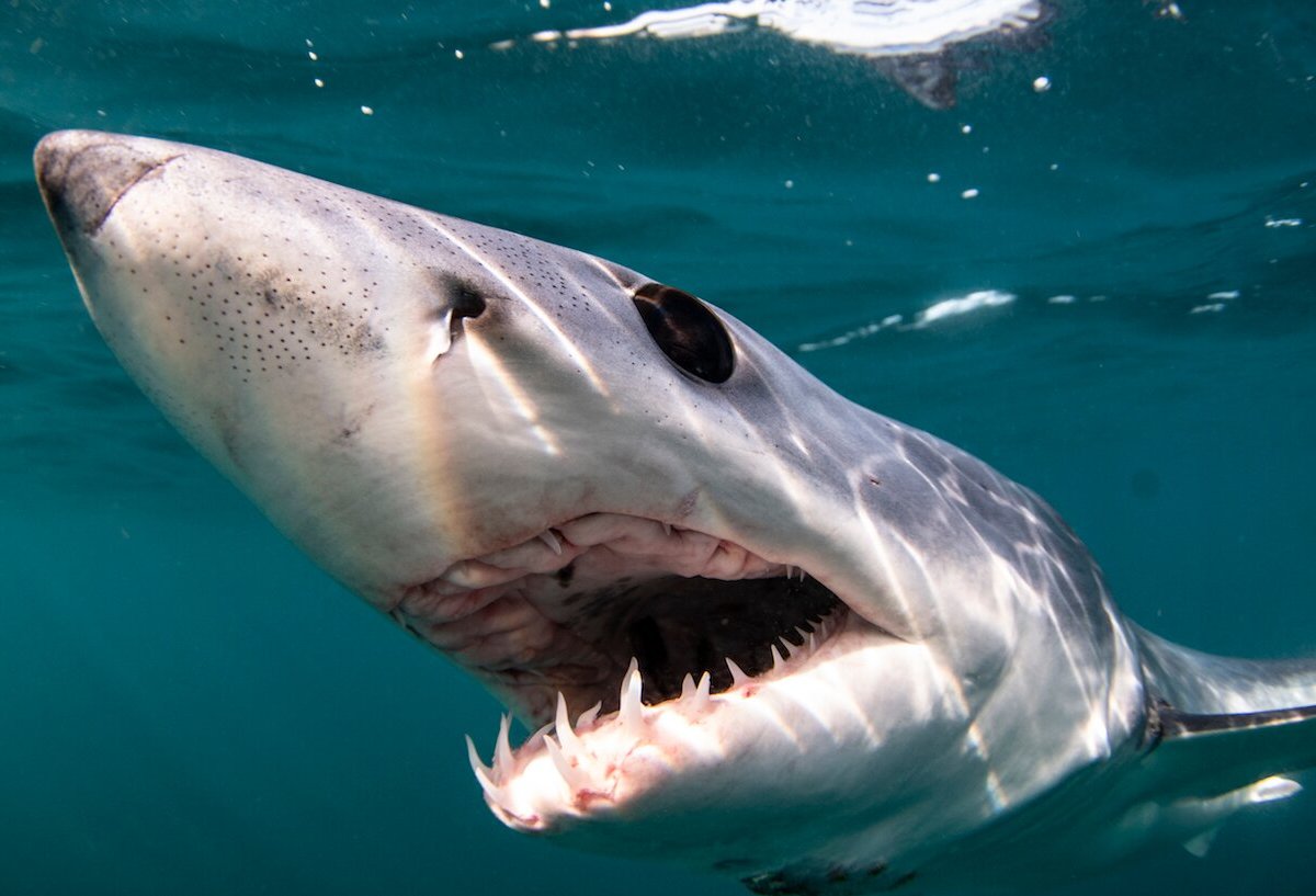 Cabo Shark Dive, Кабо-Сан-Лукас: лучшие советы перед посещением -  Tripadvisor