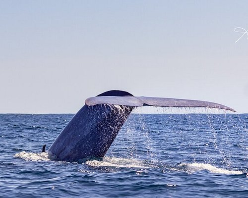 azores dolphin tours