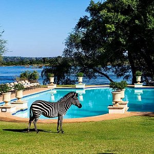 Zebra in front of the pool with the Zambezi River in the background