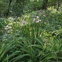 Wild flowers