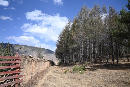 Diqing Tibetan Autonomous Prefecture JuanMao 卷毛 review images