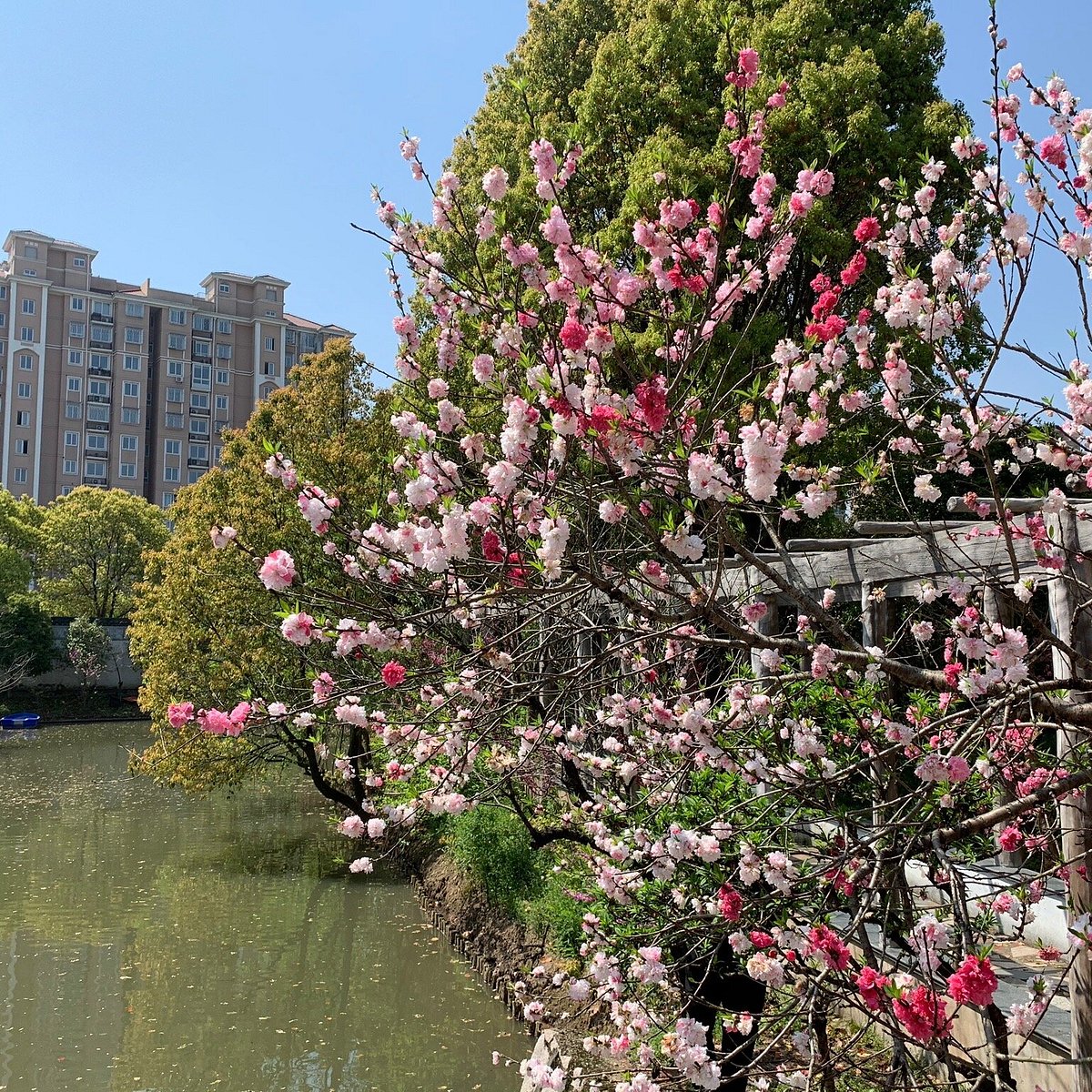 Блоссом-Виллидж. Shanghai Village. Blossom Village.