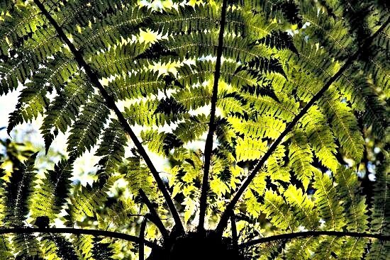 Te Urewera Park 61