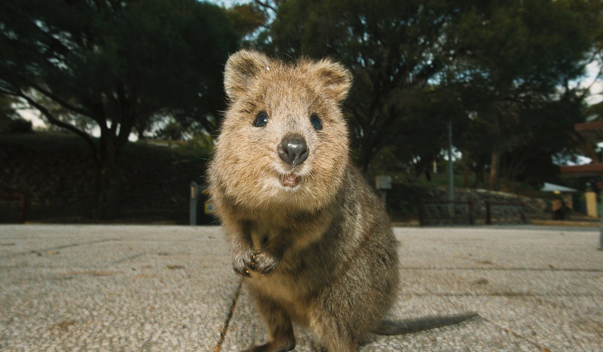 8 cute animals in Australia and where to see them in the wild ...