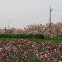 花旗木