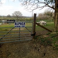 The famous Corfe Mullen Alpaca Viewing Point