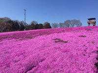 22年 市貝町芝ざくら公園 行く前に 見どころをチェック トリップアドバイザー