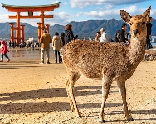 top day trips from hiroshima