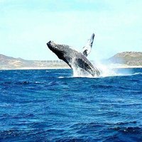 Roger's Glass Bottom Boat Tours (Cabo San Lucas) - All You Need to Know ...