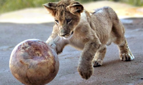Set aside several hours for exploration at the Denver Zoo, an eye-opening experience for all ages. One of the most popular zoos in the nation, the Denver Zoo has about 4,000 animals, representing more than 750 species.