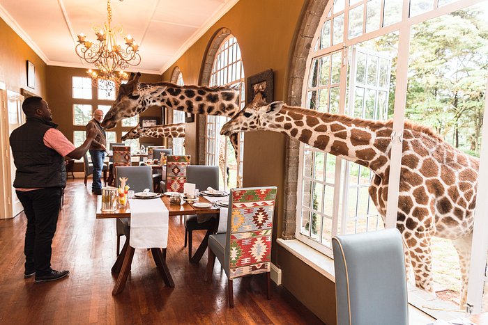 Giraffe Manor Hotel (Nairobi, Kenya) : tarifs 2023 et 8 avis